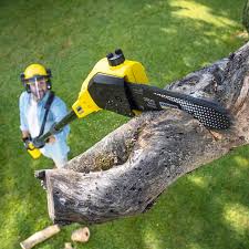 How Our Tree Care Process Works  in  Granbury, TX