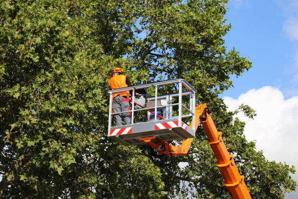 Granbury, TX Tree Removal Company