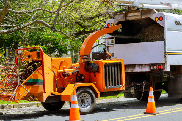 Best Tree Cabling and Bracing  in Granbury, TX