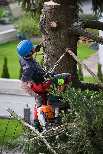 Best Storm Damage Tree Cleanup  in Granbury, TX