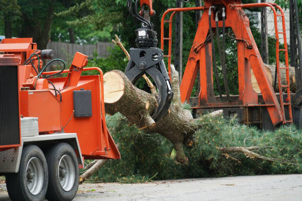 Professional Tree Removal in Granbury, TX